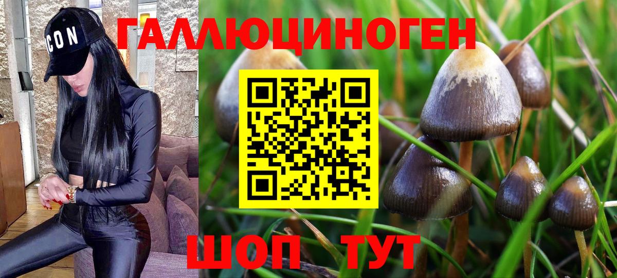Псилоцибиновые грибы Cubensis  Котовск 